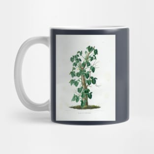 Mature Syngonium podophyllum - Aroideae Maximilianae - Botanical Illustration Mug